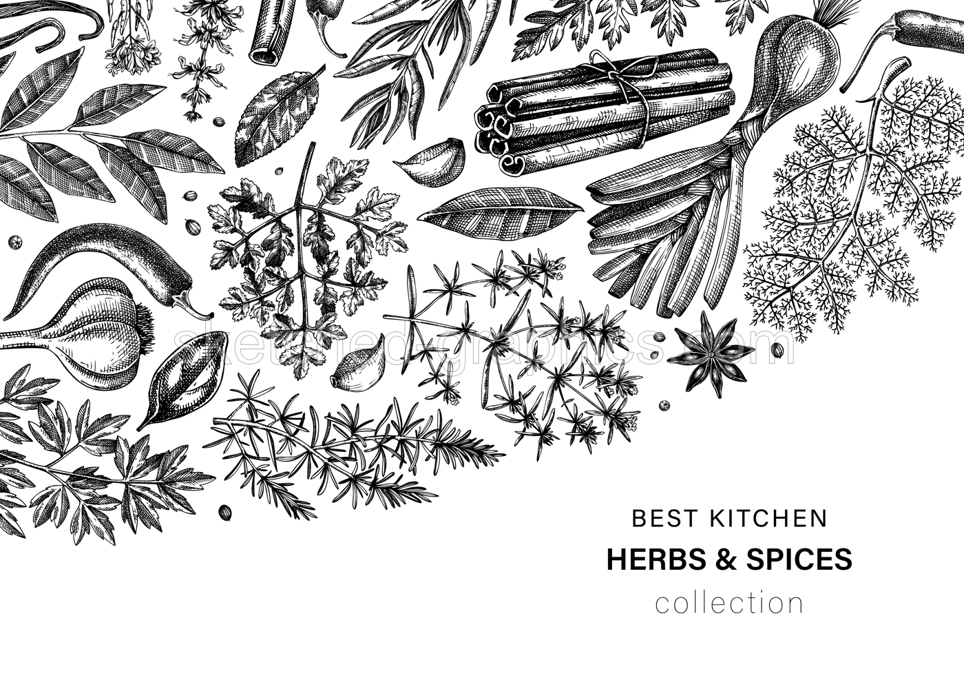 Hand-drawn herbs and spices vector design. Hand-sketched food illustration. Vintage aromatic plants hand-drawing. Kitchen herbs and spice frame template in sketched style. Vintage menu or banners Illustration